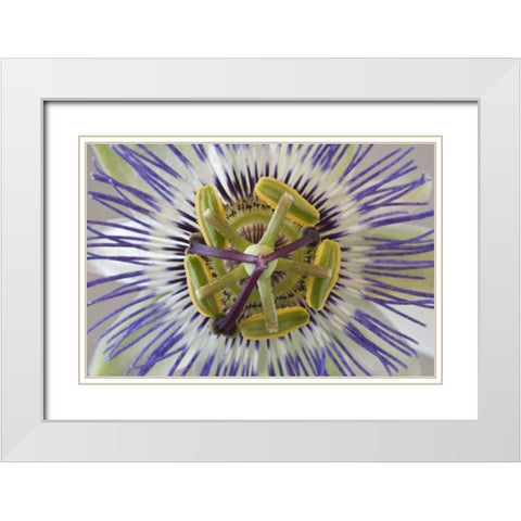 Macro of top view of passion flower White Modern Wood Framed Art Print with Double Matting by Paulson, Don