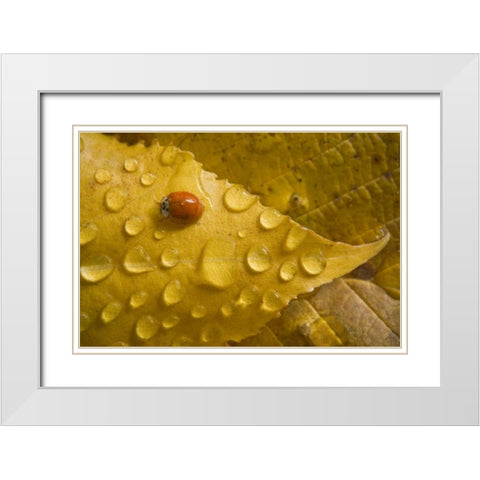 Ladybug on fall-colored leaf White Modern Wood Framed Art Print with Double Matting by Paulson, Don