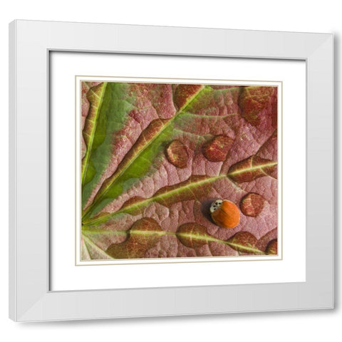 Ladybug on dewy maple leaf White Modern Wood Framed Art Print with Double Matting by Paulson, Don