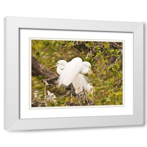 Great Egret, nesting White Modern Wood Framed Art Print with Double Matting by Rotenberg, Nancy