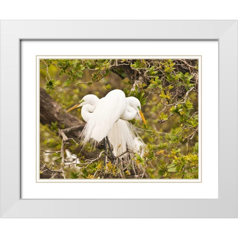 Great Egret, nesting White Modern Wood Framed Art Print with Double Matting by Rotenberg, Nancy
