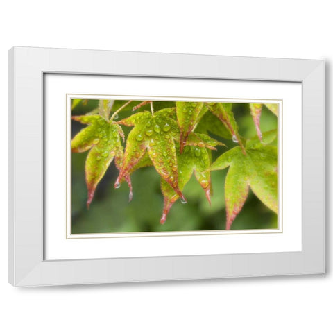 Maple leaves in the rain White Modern Wood Framed Art Print with Double Matting by Paulson, Don