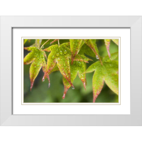 Maple leaves in the rain White Modern Wood Framed Art Print with Double Matting by Paulson, Don