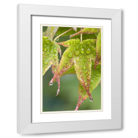 Nature Maple leaves in the rain White Modern Wood Framed Art Print with Double Matting by Paulson, Don