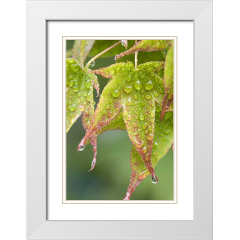 Nature Maple leaves in the rain White Modern Wood Framed Art Print with Double Matting by Paulson, Don