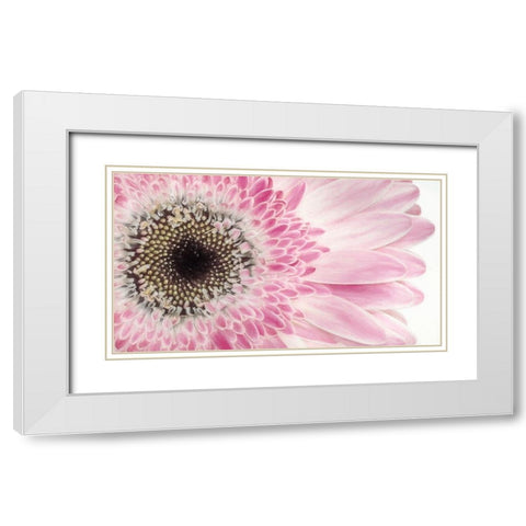 Gerbera Daisy  White Modern Wood Framed Art Print with Double Matting by Jaynes Gallery