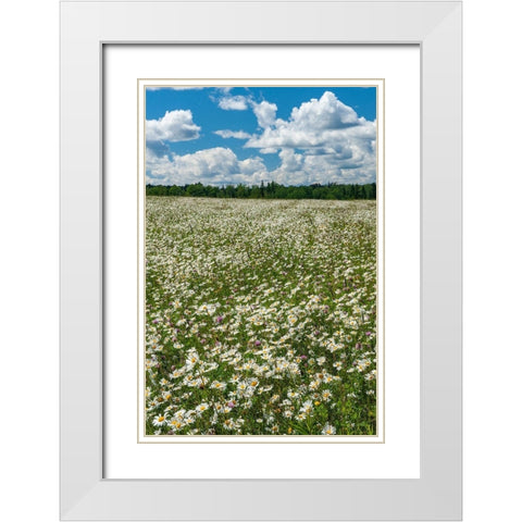 Canada Field of common daisy flowers White Modern Wood Framed Art Print with Double Matting by Jaynes Gallery