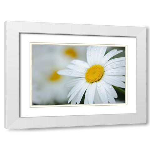 Canada Close-up of dew on common daisy White Modern Wood Framed Art Print with Double Matting by Jaynes Gallery