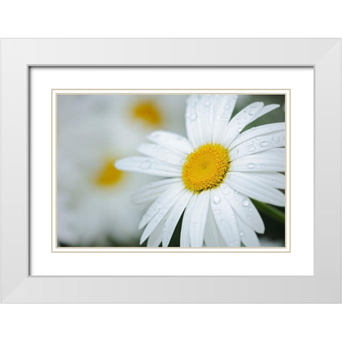 Canada Close-up of dew on common daisy White Modern Wood Framed Art Print with Double Matting by Jaynes Gallery