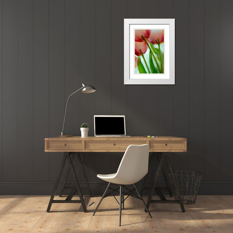 Tulips in ice White Modern Wood Framed Art Print with Double Matting by Jaynes Gallery