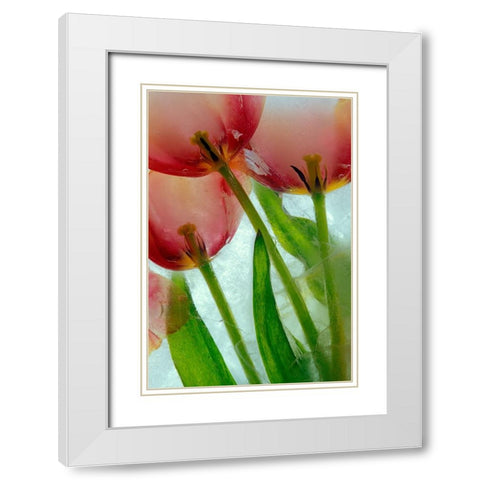 Tulips in ice White Modern Wood Framed Art Print with Double Matting by Jaynes Gallery