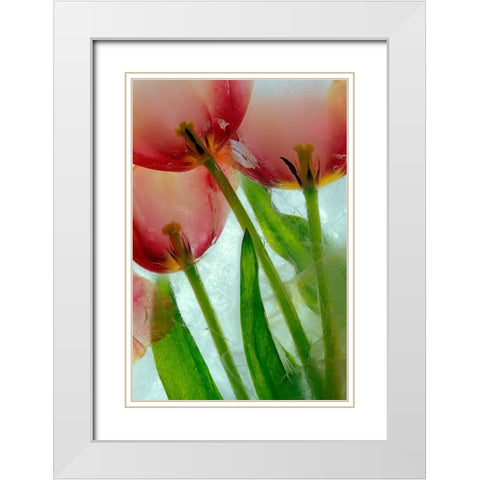 Tulips in ice White Modern Wood Framed Art Print with Double Matting by Jaynes Gallery