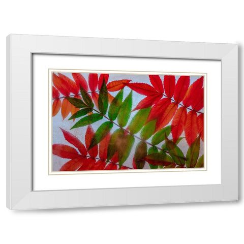 Red and green leaves in ice White Modern Wood Framed Art Print with Double Matting by Jaynes Gallery