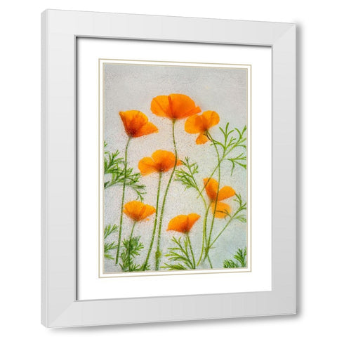 California poppies in ice White Modern Wood Framed Art Print with Double Matting by Jaynes Gallery