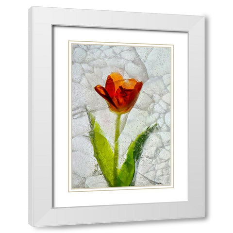 Tulip in ice White Modern Wood Framed Art Print with Double Matting by Jaynes Gallery