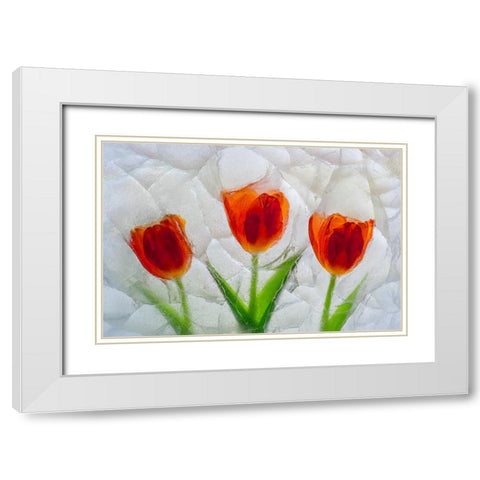 Tulip in ice White Modern Wood Framed Art Print with Double Matting by Jaynes Gallery