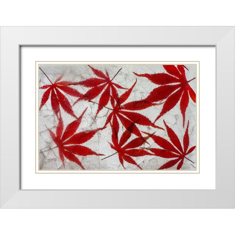 Fall maple leaves in ice White Modern Wood Framed Art Print with Double Matting by Jaynes Gallery