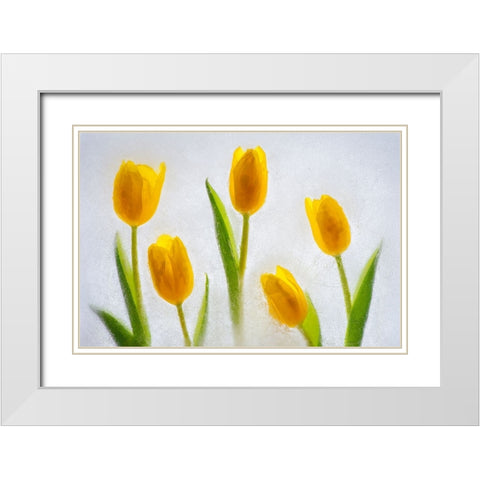 Tulips in ice White Modern Wood Framed Art Print with Double Matting by Jaynes Gallery