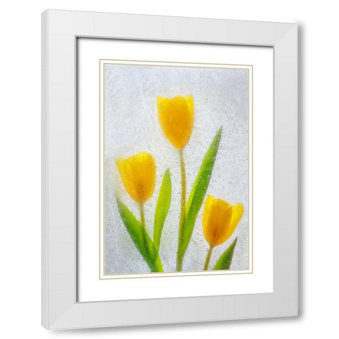 Tulips in ice White Modern Wood Framed Art Print with Double Matting by Jaynes Gallery