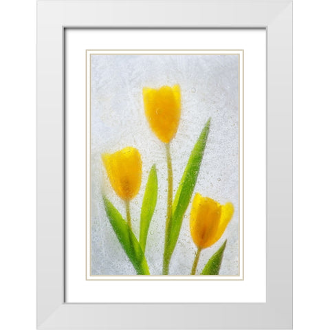 Tulips in ice White Modern Wood Framed Art Print with Double Matting by Jaynes Gallery