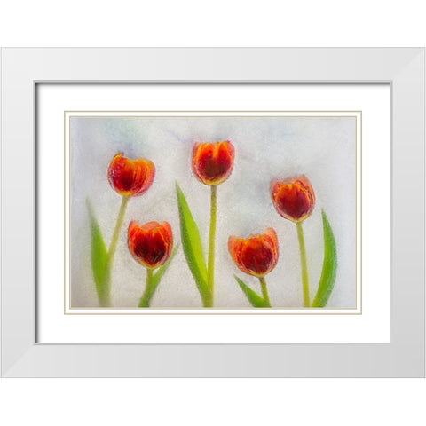 Tulip in ice White Modern Wood Framed Art Print with Double Matting by Jaynes Gallery