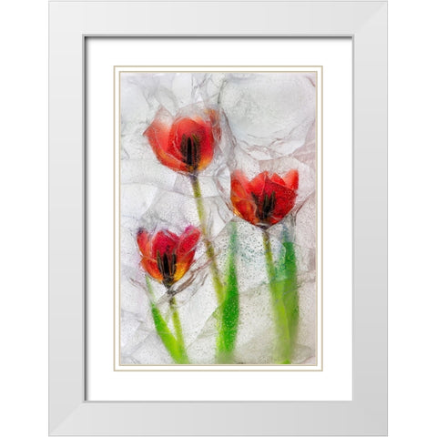 Tulips in ice White Modern Wood Framed Art Print with Double Matting by Jaynes Gallery