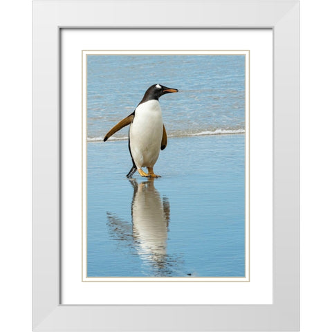 Antarctic-gentoo-penguin White Modern Wood Framed Art Print with Double Matting by Theodore, George
