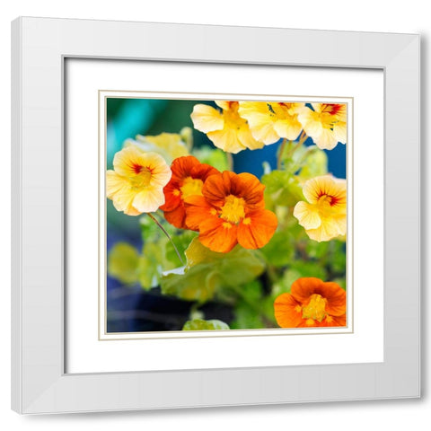 Close-up of yellow and orange flowers White Modern Wood Framed Art Print with Double Matting by Muir, Janet