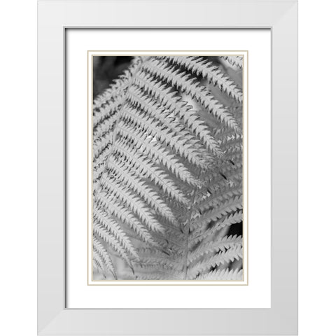 Fern. White Modern Wood Framed Art Print with Double Matting by Muir, Janet