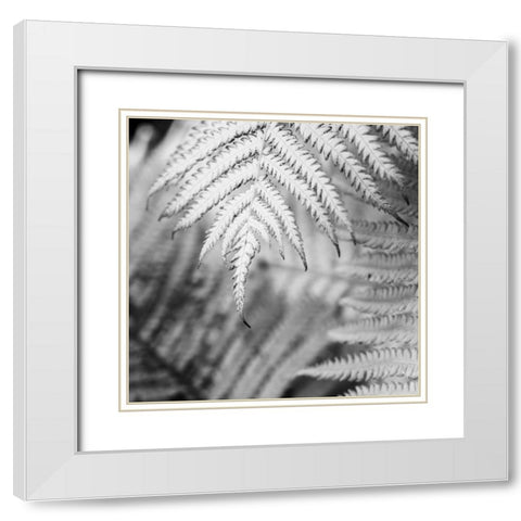 Fern. White Modern Wood Framed Art Print with Double Matting by Muir, Janet