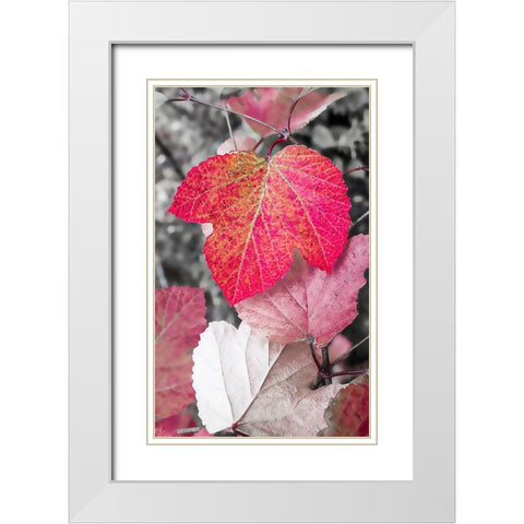 Close-up of an sycamore leaf rendered in red and grey. White Modern Wood Framed Art Print with Double Matting by Muir, Janet
