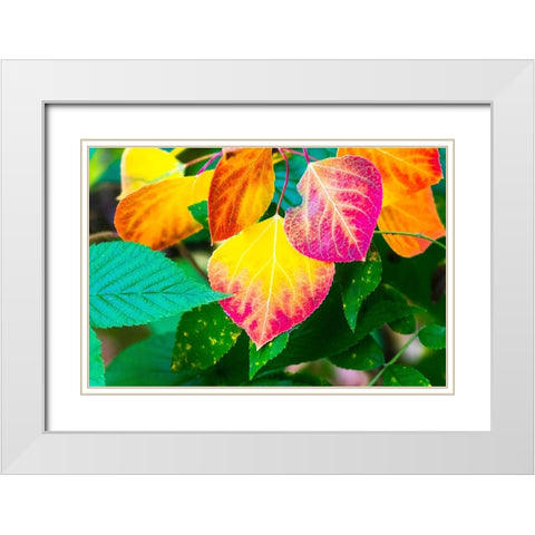 Close-up of aspen leaves in fall colors. White Modern Wood Framed Art Print with Double Matting by Muir, Janet