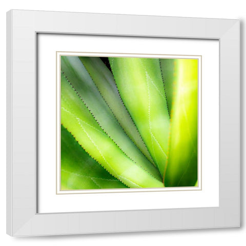 Close-up of vibrant agave leaves. White Modern Wood Framed Art Print with Double Matting by Muir, Janet