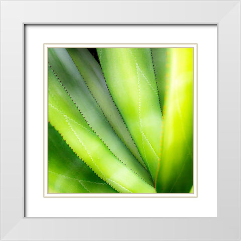 Close-up of vibrant agave leaves. White Modern Wood Framed Art Print with Double Matting by Muir, Janet