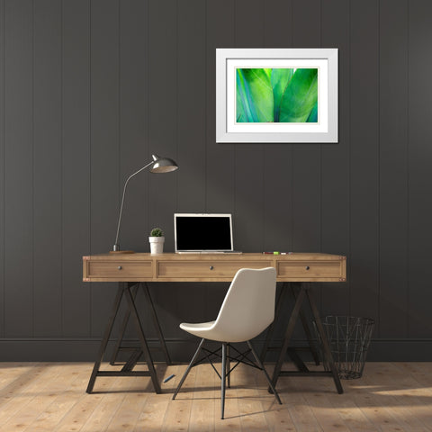 Close-up of vibrant agave leaves White Modern Wood Framed Art Print with Double Matting by Muir, Janet