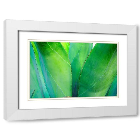 Close-up of vibrant agave leaves White Modern Wood Framed Art Print with Double Matting by Muir, Janet