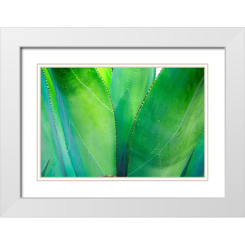 Close-up of vibrant agave leaves White Modern Wood Framed Art Print with Double Matting by Muir, Janet