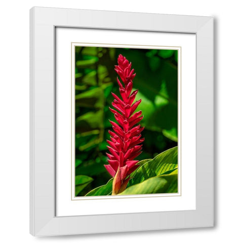 Alpinia purpurata White Modern Wood Framed Art Print with Double Matting by Engelbrecht, Jim