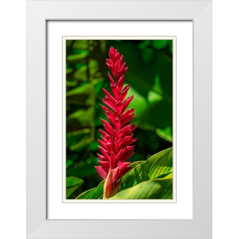 Alpinia purpurata White Modern Wood Framed Art Print with Double Matting by Engelbrecht, Jim