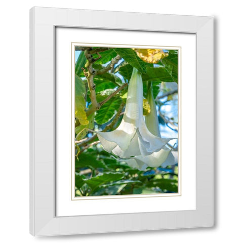 Angels Trumpet White Modern Wood Framed Art Print with Double Matting by Engelbrecht, Jim