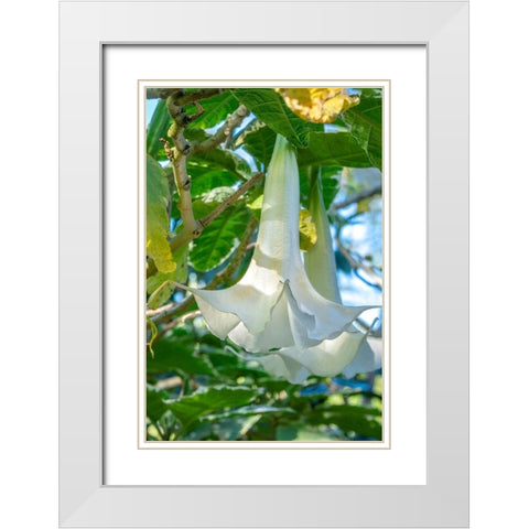 Angels Trumpet White Modern Wood Framed Art Print with Double Matting by Engelbrecht, Jim
