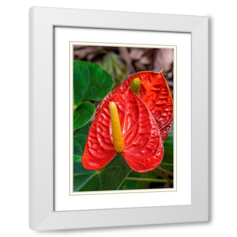 Anthurium White Modern Wood Framed Art Print with Double Matting by Engelbrecht, Jim