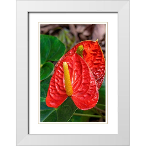 Anthurium White Modern Wood Framed Art Print with Double Matting by Engelbrecht, Jim