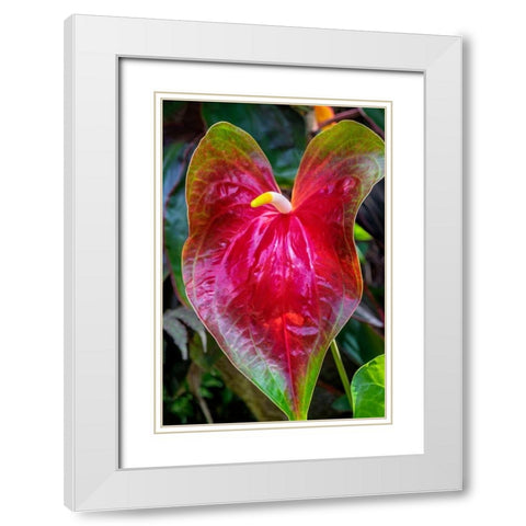 Anthurium White Modern Wood Framed Art Print with Double Matting by Engelbrecht, Jim