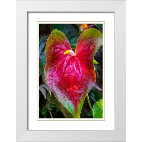 Anthurium White Modern Wood Framed Art Print with Double Matting by Engelbrecht, Jim