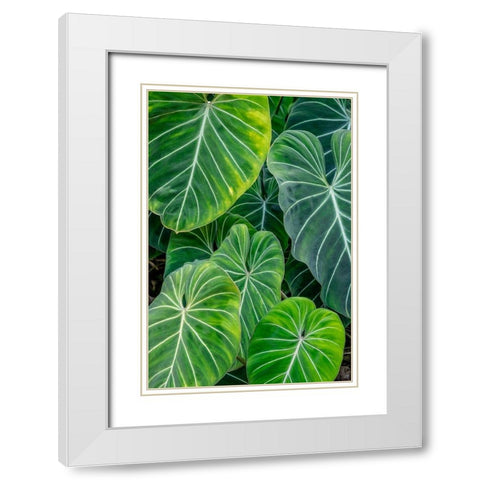 Anthurium foliage White Modern Wood Framed Art Print with Double Matting by Engelbrecht, Jim