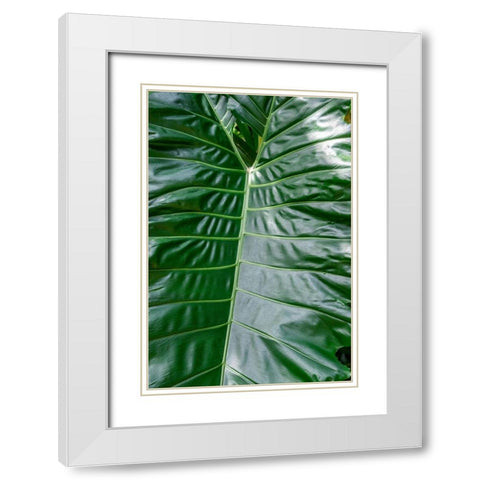 Anthurium leaf White Modern Wood Framed Art Print with Double Matting by Engelbrecht, Jim