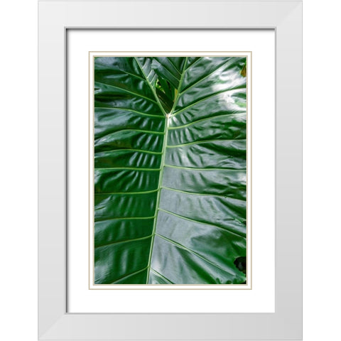 Anthurium leaf White Modern Wood Framed Art Print with Double Matting by Engelbrecht, Jim