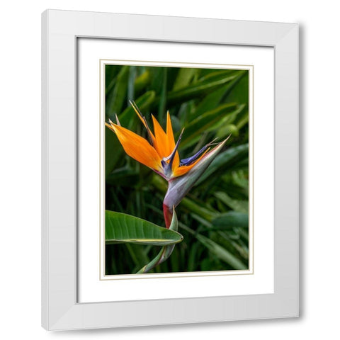 Bird of Paradise White Modern Wood Framed Art Print with Double Matting by Engelbrecht, Jim