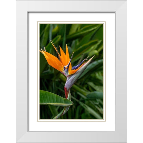 Bird of Paradise White Modern Wood Framed Art Print with Double Matting by Engelbrecht, Jim